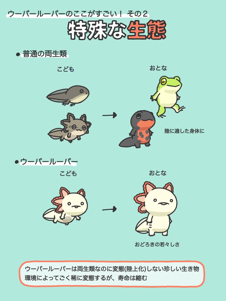 ウーパールーパーのすごいところを集めてみました 4枚目のイラスト解説に共感の声多数 実物の動画が集まる Togetter ウーパールーパーのすごいところを集めてみました 4枚目のイラスト解説に共感の声多数 実物の動画が集まる Togetter