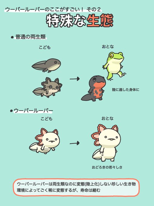 「frog」 illustration images(Popular｜RT&Fav:50)