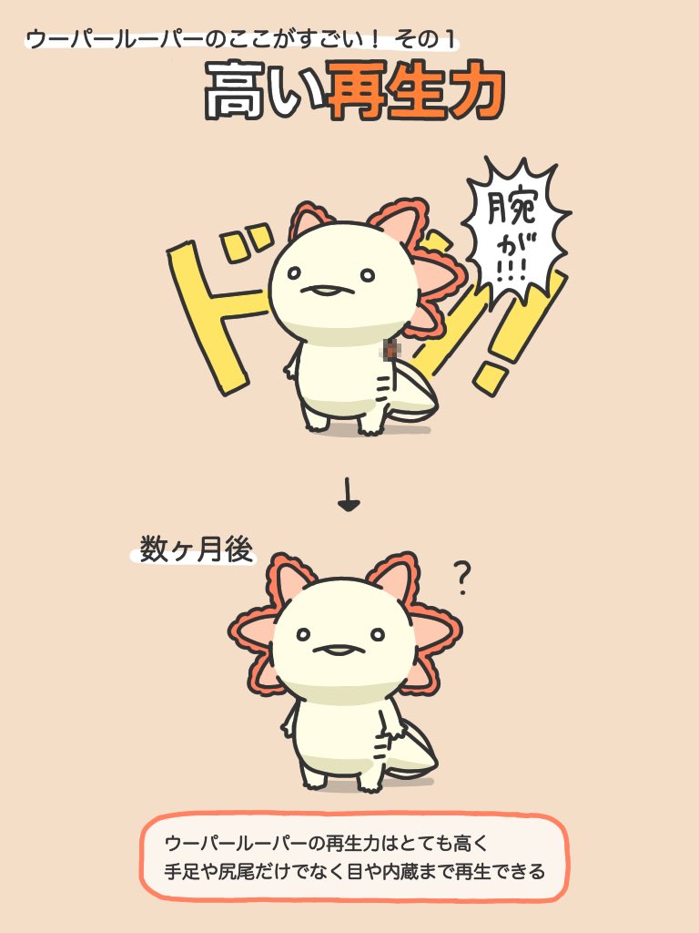 ウーパールーパーのすごいところを集めてみました 4枚目のイラスト解説に共感の声多数 実物の動画が集まる Togetter ウーパールーパーのすごいところを集めてみました 4枚目のイラスト解説に共感の声多数 実物の動画が集まる Togetter