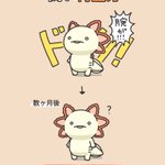 見ればウーパールーパーのことをもっと知れるかも？ウーパールーパーのすごいところをまとめたツイートが話題に!
