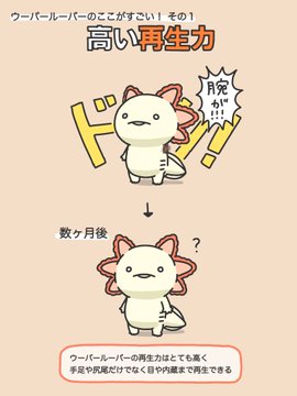 高い再生力 恐るべき反射神経 だけど ドジっ子なウーパールーパーのすごいところをまとめたイラストが愛くるしい ねとらぼ