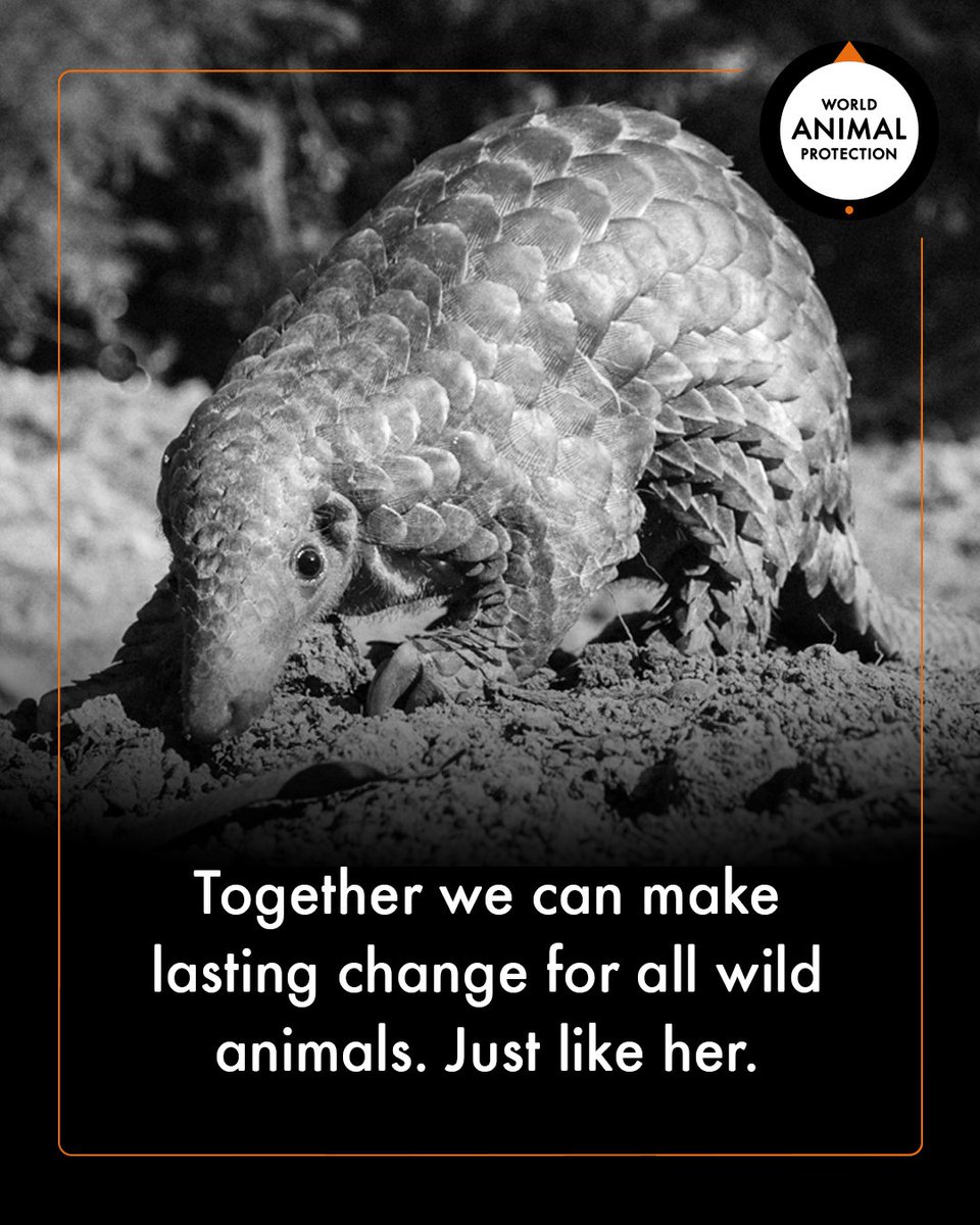 These incredible animals, and many more, are all threatened with extinction. The wildlife trade is one of the main causes.

To protect them, our global ecosystem, and ourselves from future pandemics, we must end this cruel and dangerous trade once and for all. #EndWildlifeTrade
