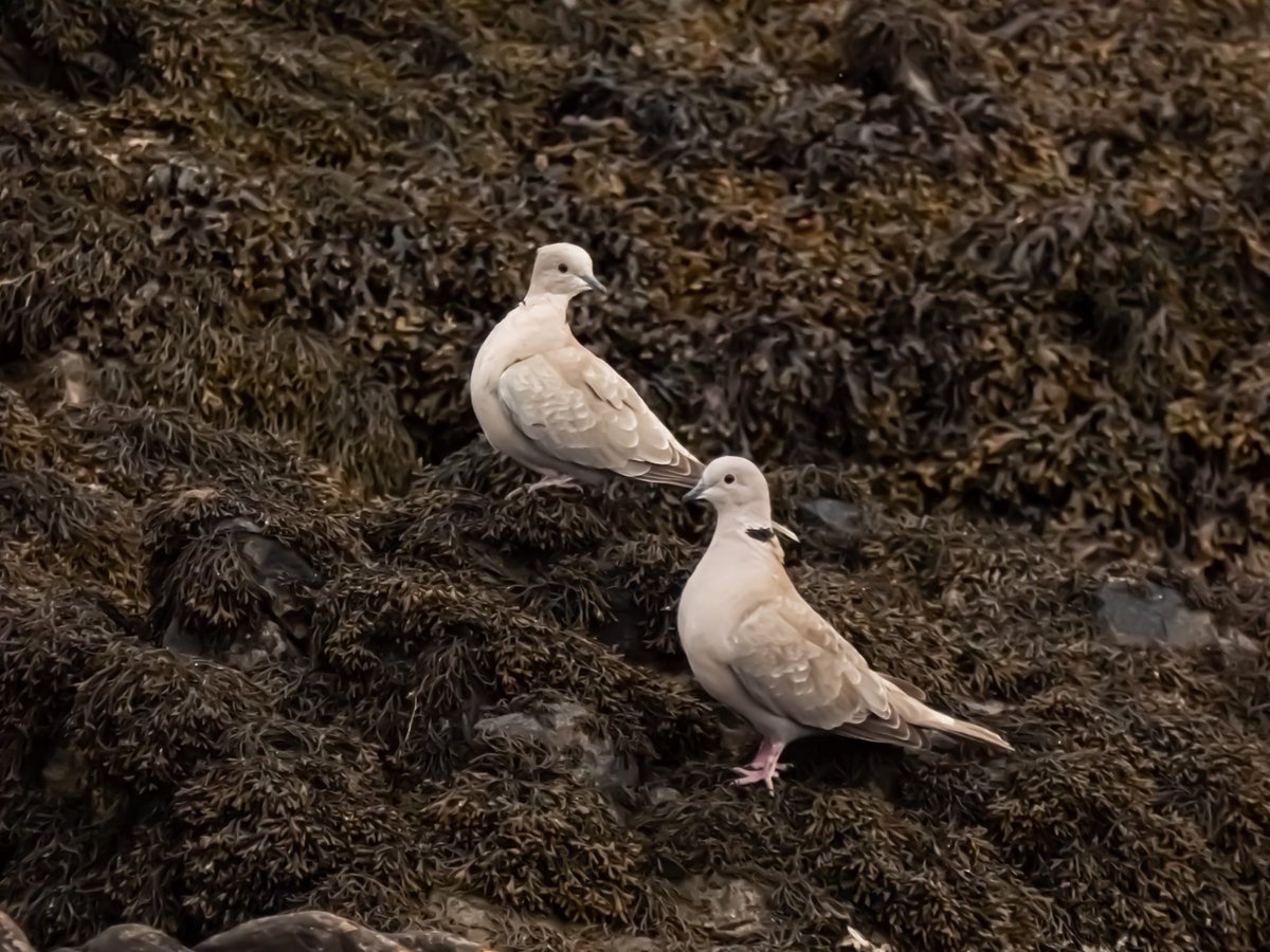 #CollaredDove beach day #GreenConservationStatus #TwitterNatureCommunity #BirdsSeenIn2021 #Skerries #Fingal #birds #birdwatching #DiscoverIreland