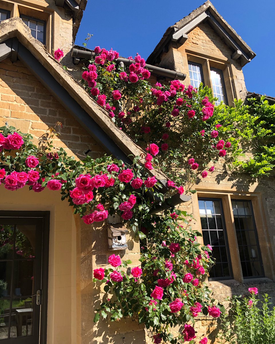 Aren’t roses just beautiful 🌹 Amazing display this year