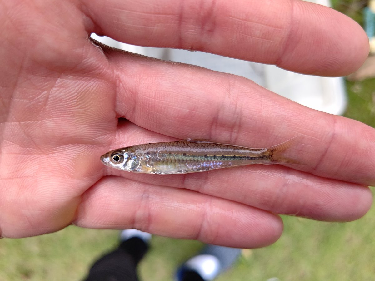 淡水魚 Twitter Search 淡水魚 Twitter Search