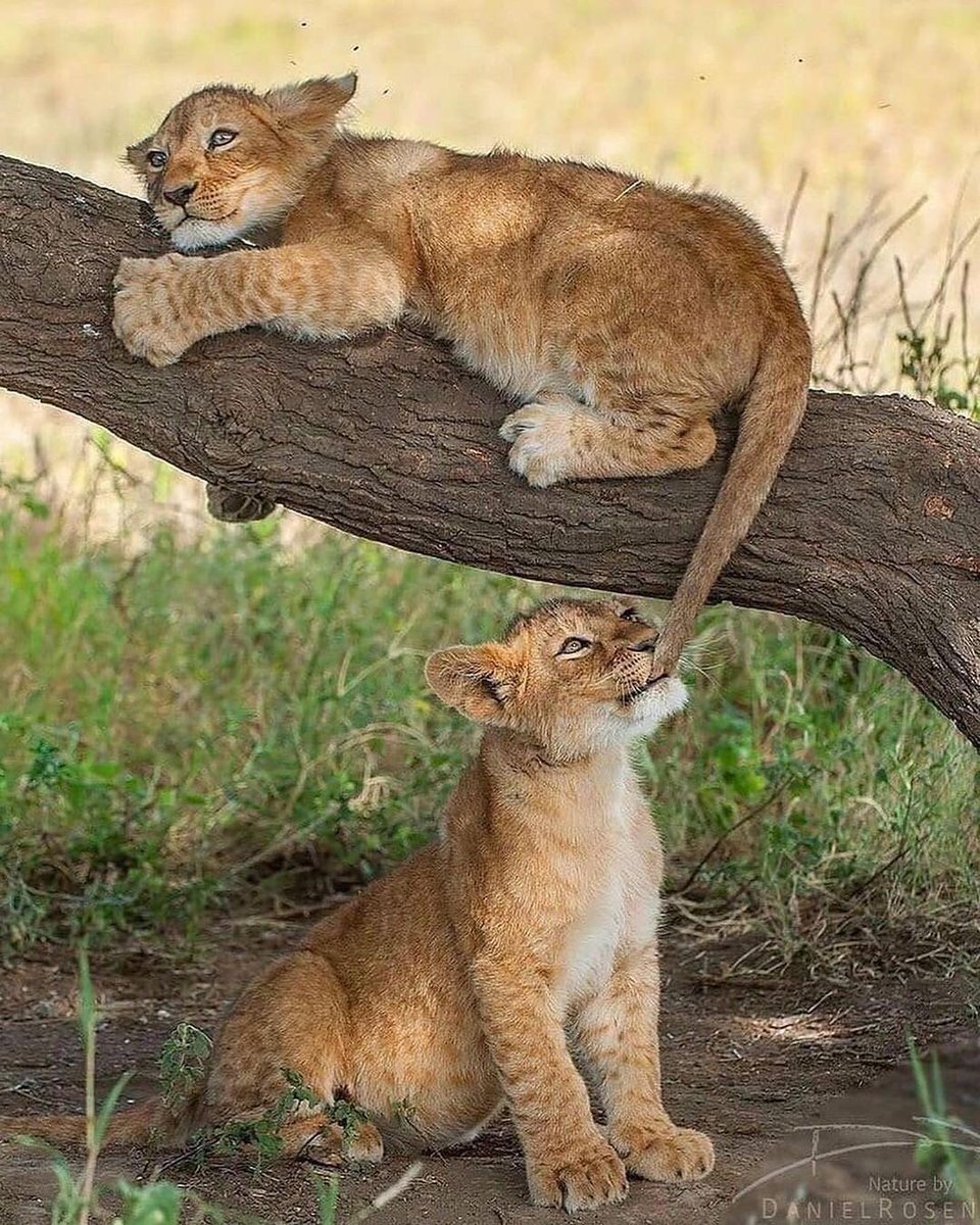 UrsRajaB's tweet photo. Such wonderful capture image..received from someone.. love it 😍❤️
#wildlife #WildCapture https://t.co/HxzFy5DG6b