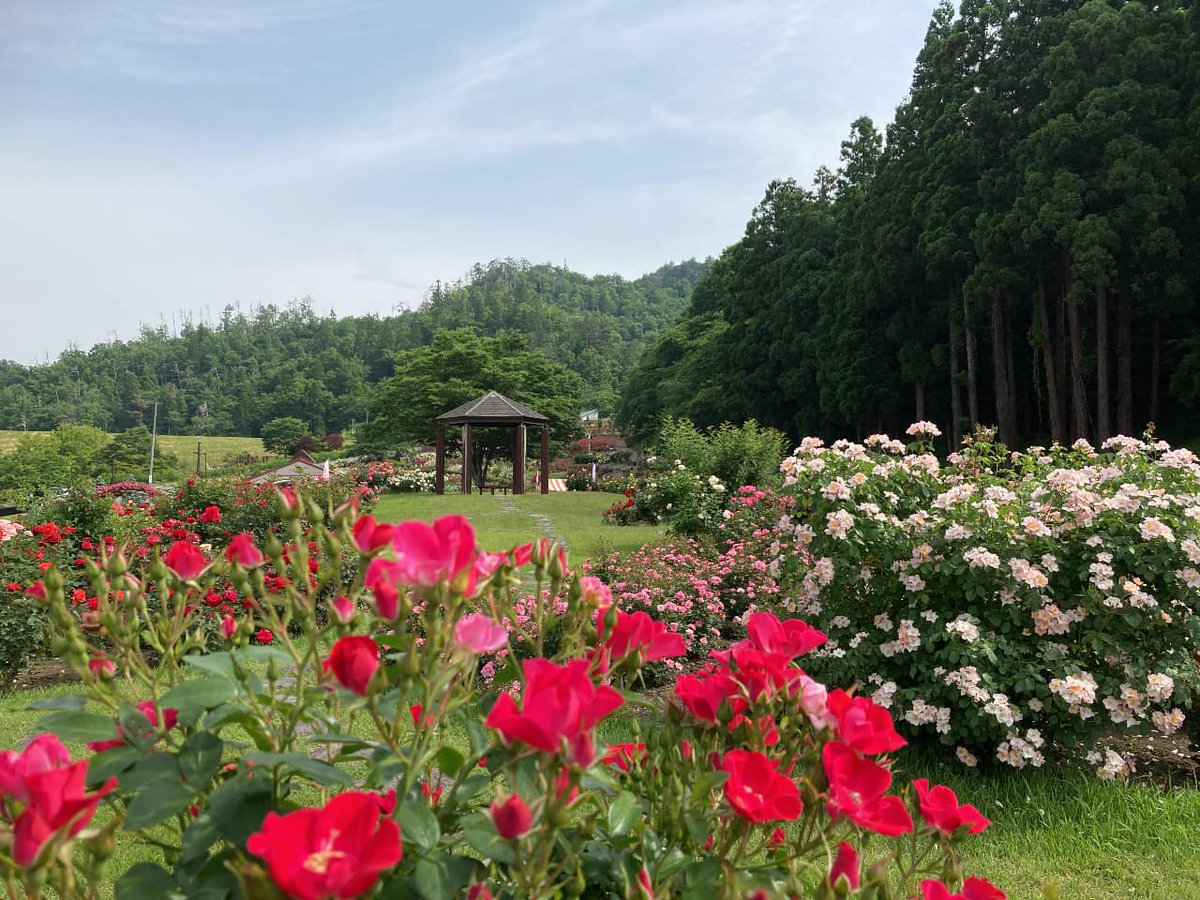 村山市観光物産協会 A Twitter 本日の東沢バラ公園です バラの花も見ごろで たくさんの来園者でにぎわってました 東北dcむらやまいいねキャンペーン やまがたへの旅 村山市 東沢バラ公園 東北pr局