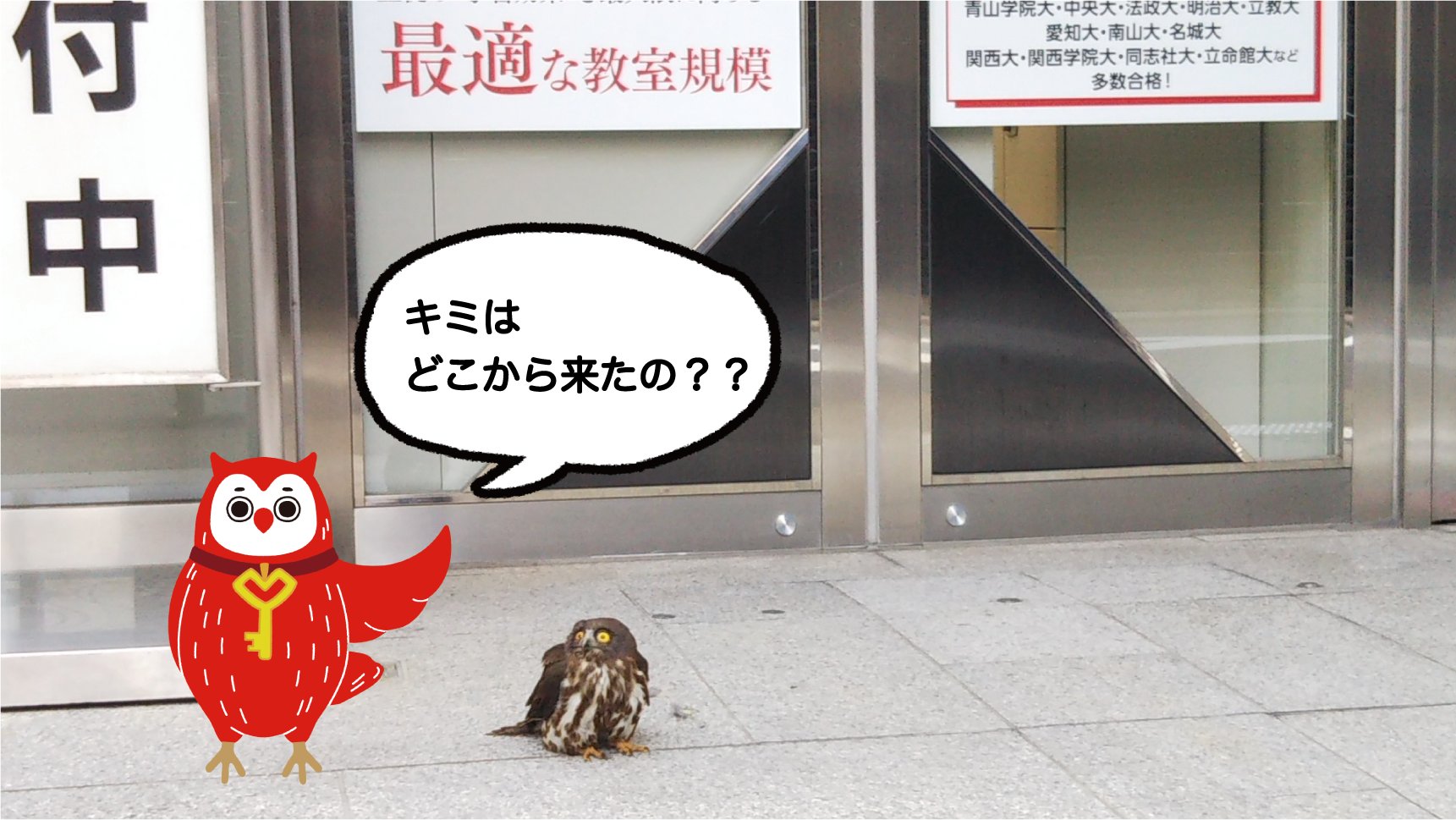 税理士会広報キャラクター　福を呼ぶフクロウ[にちぜいくん]知恵を授けるフクロウ 税理士会広報キャラクター 福を呼ぶフクロウ[にちぜいくん]知恵