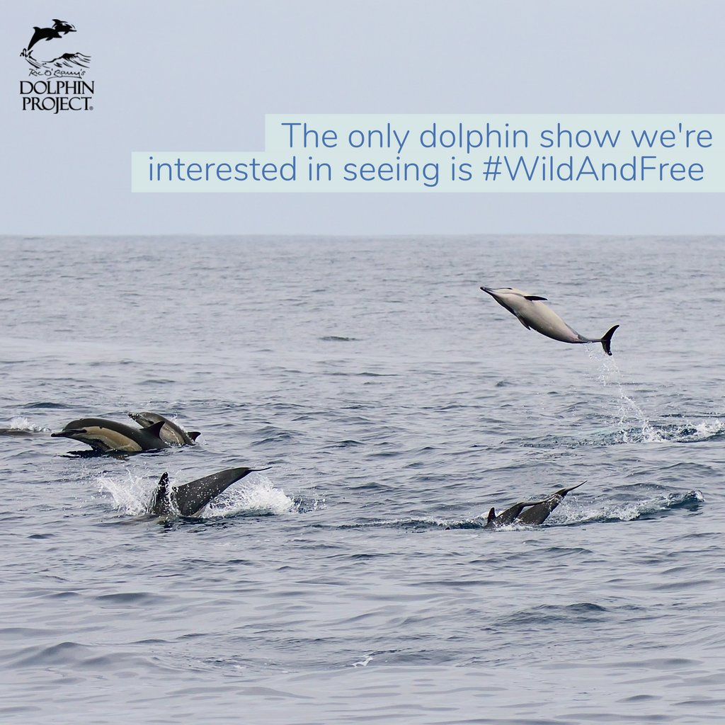 Dolphin_Project's tweet photo. The only way to see dolphins is wild, free, and on their own terms with a responsible eco-tour. Check out some of our favorite places to dolphin watch: https://t.co/BAxxJIesqS
#DolphinProject https://t.co/PK2omT1VUq