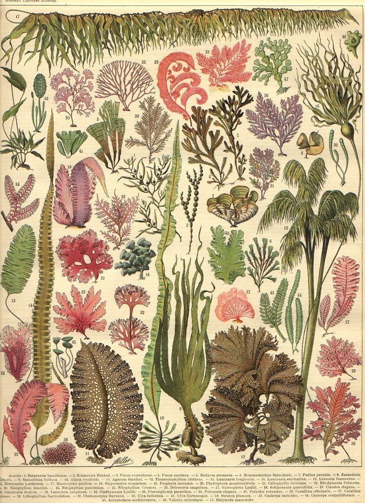 Aquí, nuestra galeria #seaweed illustration en Pinterest #naturalillustration ow.ly/FAtOk