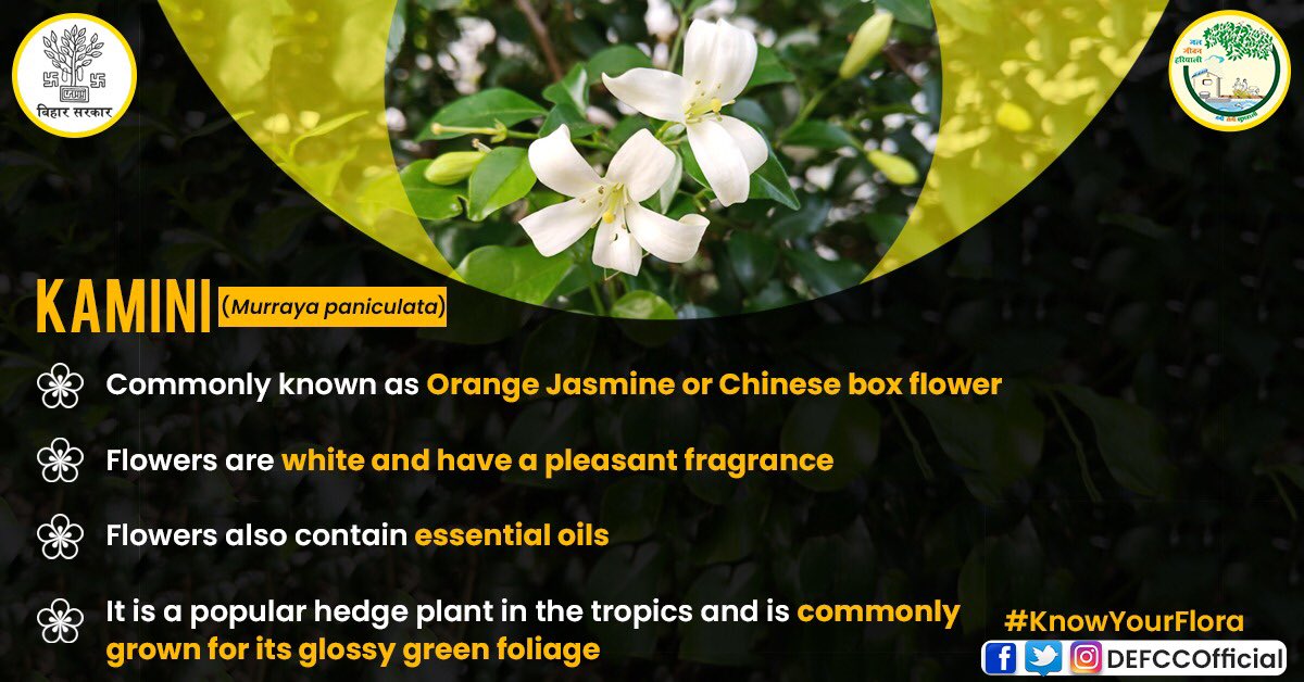 DEFCCOfficial's tweet photo. 🌸This flower is used as both an ornamental as well as a medicinal plant.
🎋It is a small shrub, native to tropical and subtropical parts of the world.
🩺It is considered to be an analgesic,to activate blood circulation & relieve contusion.
#knowyourflora #kaminiflower https://t.co/sLDTNpOsu9