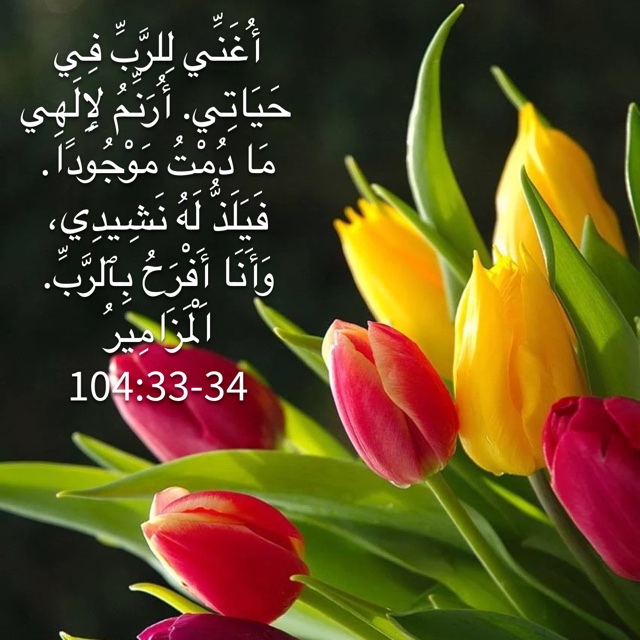 Анимационные тюльпаны. Тюльпан вальдивия. Настроенье мое тюльпанное. Тюльпанное настроение. Море тюльпанов.