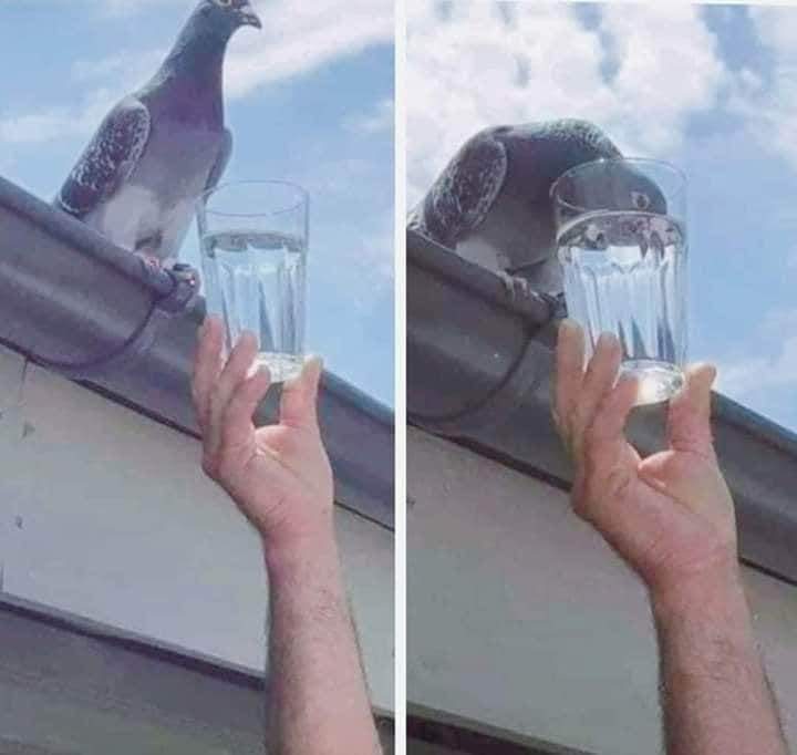 IslamAndLyfe's tweet photo. The Prophet (SAW) said: “A reward is given in connection with every living creature.” [Bukhari and Muslim] https://t.co/l0kaELVemB