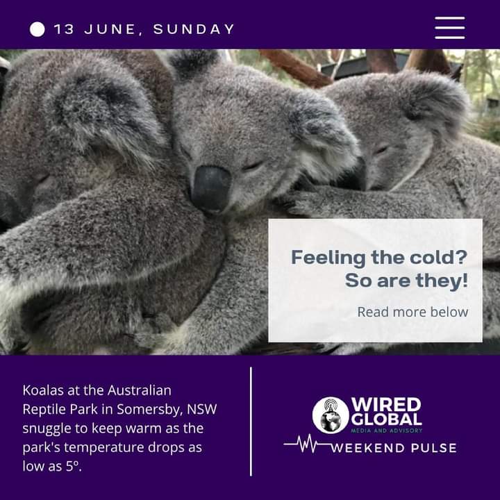 global_wired's tweet image. KOALITY HUGS!
How good is Australia!

Adorable sight from the freezing cold Australian Reptile Park where the koalas are cuddling closer to stay  warm.
Credit: Australian Reptile Park
#weekendpulse #koala #koalabear #koalalove #koalasofinstagram #koalababy #australianreptilepark