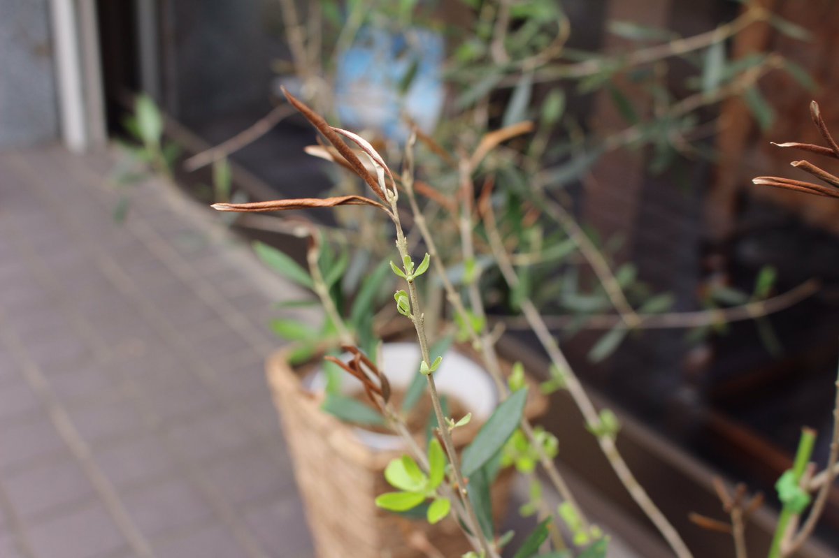 ট ইট র Nekohouse222 お店のオリーブ 違う品種を並べると実がなると聞いて置いてみたけど枯れちゃった と思ったら 枯れた枝 から新芽が出てきた 諦めないでよかった 猫のいる幸せ 猫好きさんと繋がりたい オリーブの木 猫もオリーヴもたくさん ট ইট র Nekohouse222 お店のオリーブ 違う品種を並べると実がなると聞いて置いてみたけど枯れちゃった と思ったら 枯れた枝 から新芽が出てきた 諦めないでよかった 猫のいる幸せ 猫好きさんと繋がりたい オリーブの木 猫もオリーヴもたくさん