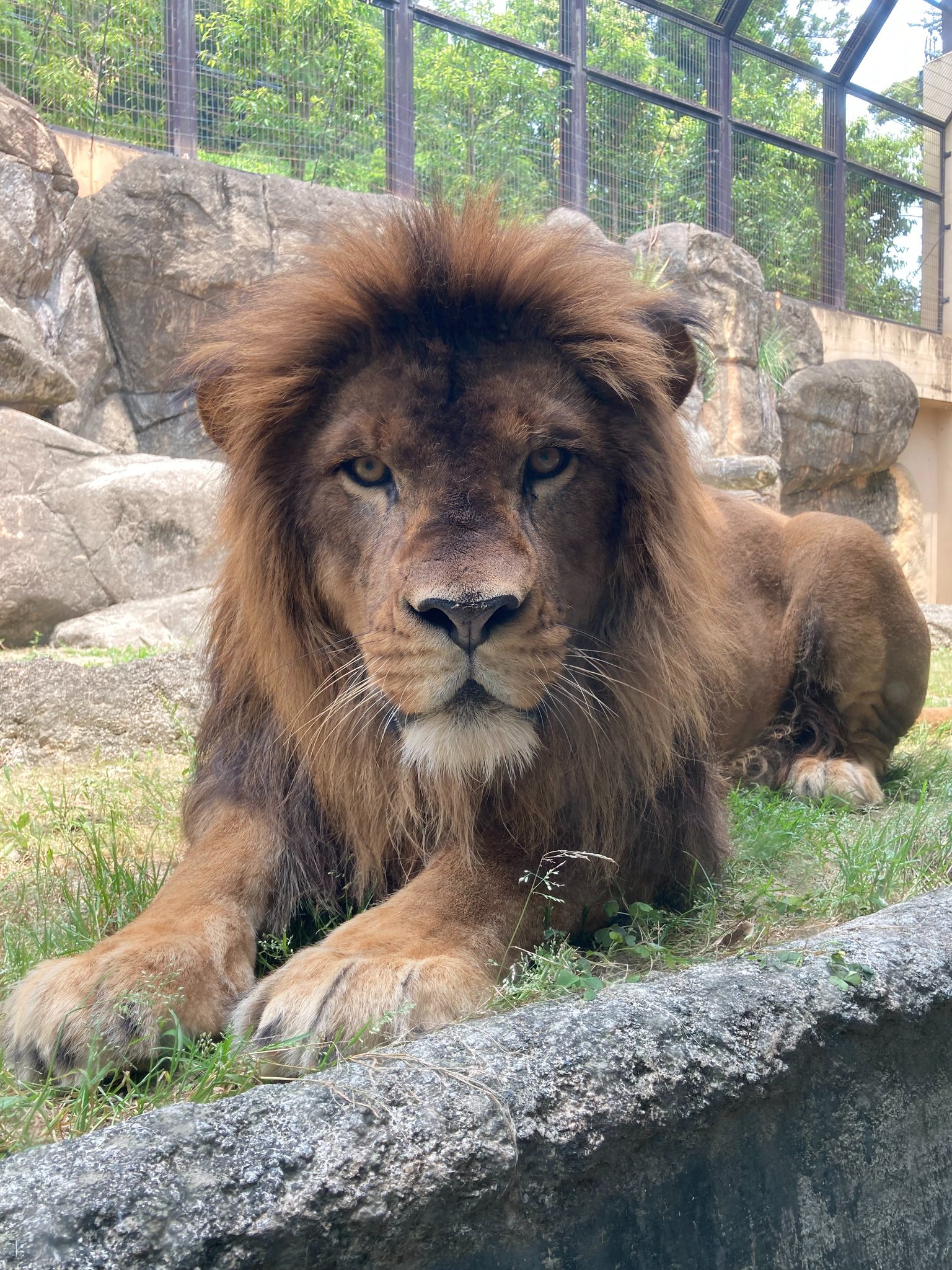 静岡市立日本平動物園 on X: 