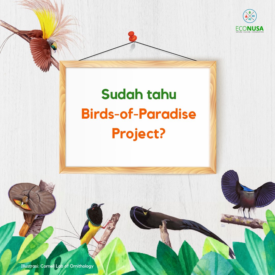 econusa_id's tweet photo. Nah, keadaan burung cenderawasih dan habitatnya berhasil didokumentasikan dalam #BirdsofParadiseProject, salah satu proyek yg didanai oleh @CornellBirds .
Kira-kira siapa yg ada di balik #BirdsofParadiseProject? Cek informasi berikut ini yuk! #EcoNusa #DefendingParadise https://t.co/CFWMbJHPa1