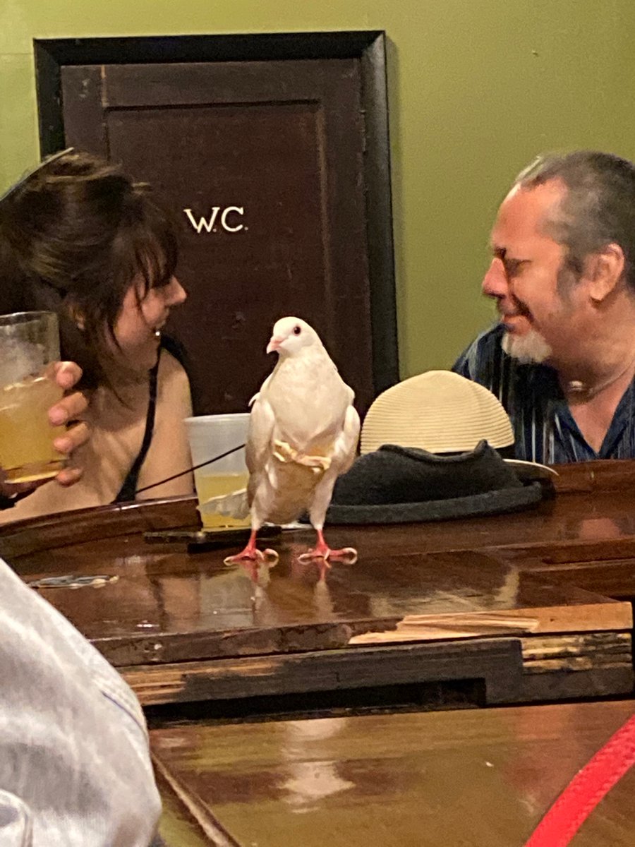 allieevolpe's tweet photo. Sat at a bar for the first time in over a year and a lady pulled a bird in a diaper out of her purse Philly is back baby https://t.co/R0fxbEy0lD