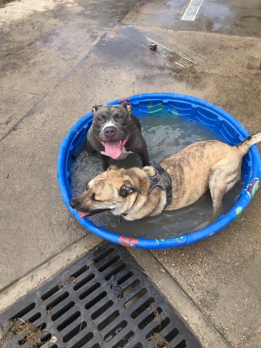 dog park friends