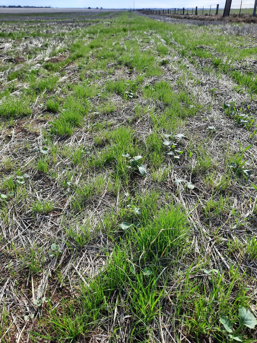 GBubner's tweet photo. @FMCANZ @HughPalmer9 @CraigDavis_Agro not sure if im #SeeingTheDifference anymore?? Same patch of paddock 22 days apart, 1.25 l overwatch on canola sown dry, 15mm rain 5 days after sowing, ryegrass pulling away, grass spray today. #willitdie https://t.co/ArOTN1lq35