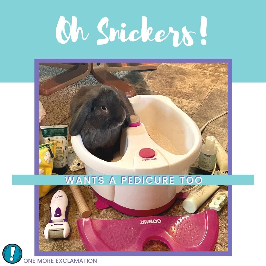 Snickers my #bunny #rabbit wants a #pedicure too!
🐰 🐰 🐰 
#pamperedpets #pawdicure #bunniesofinstagram #bunnylove #rabbitlove #petlovers #petgrooming #onemoreexclamation #writingcommunity #writing #lovemybunny #snugglebunny #love #writingprompt