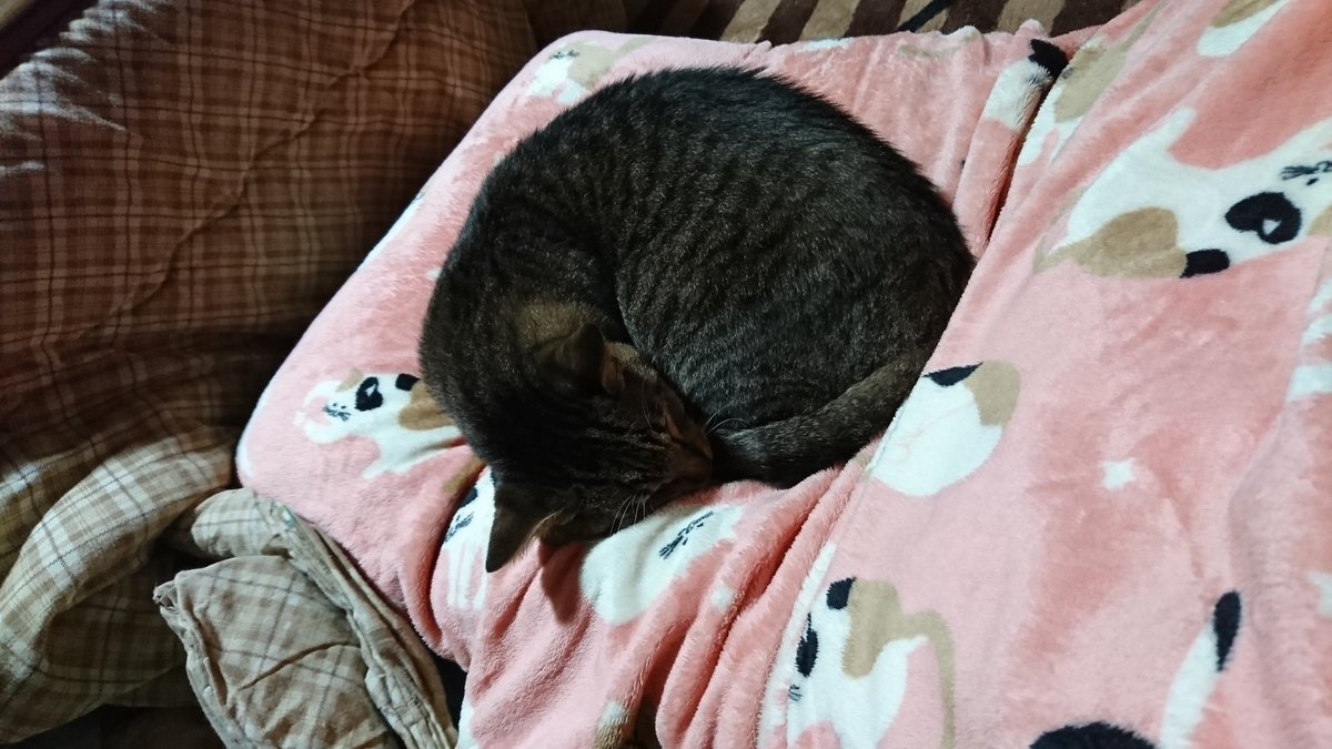 西園寺 Cocoa Nannan Twitter 西園寺 Cocoa Nannan Twitter