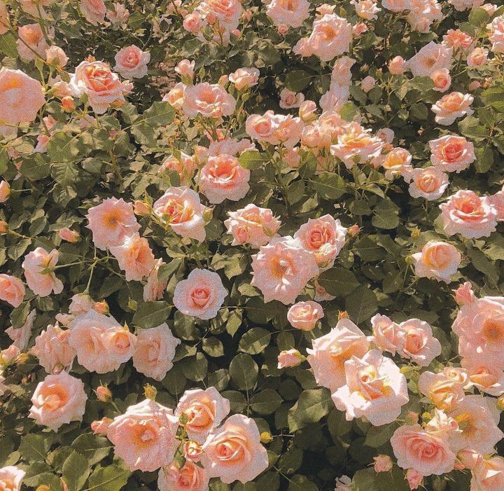 девочки, очень доброе утречко🧚‍♀️❤🍃 как спалось?) мне мало ахахах вот что бывает, когда 3 часа ночью по телефону говоришь._. 
хорошего дня!!♡