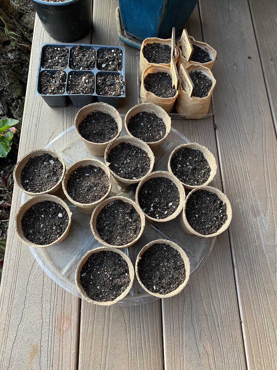 Grow my babies !
<a href="/rareseeds/">Baker Creek Seeds</a>