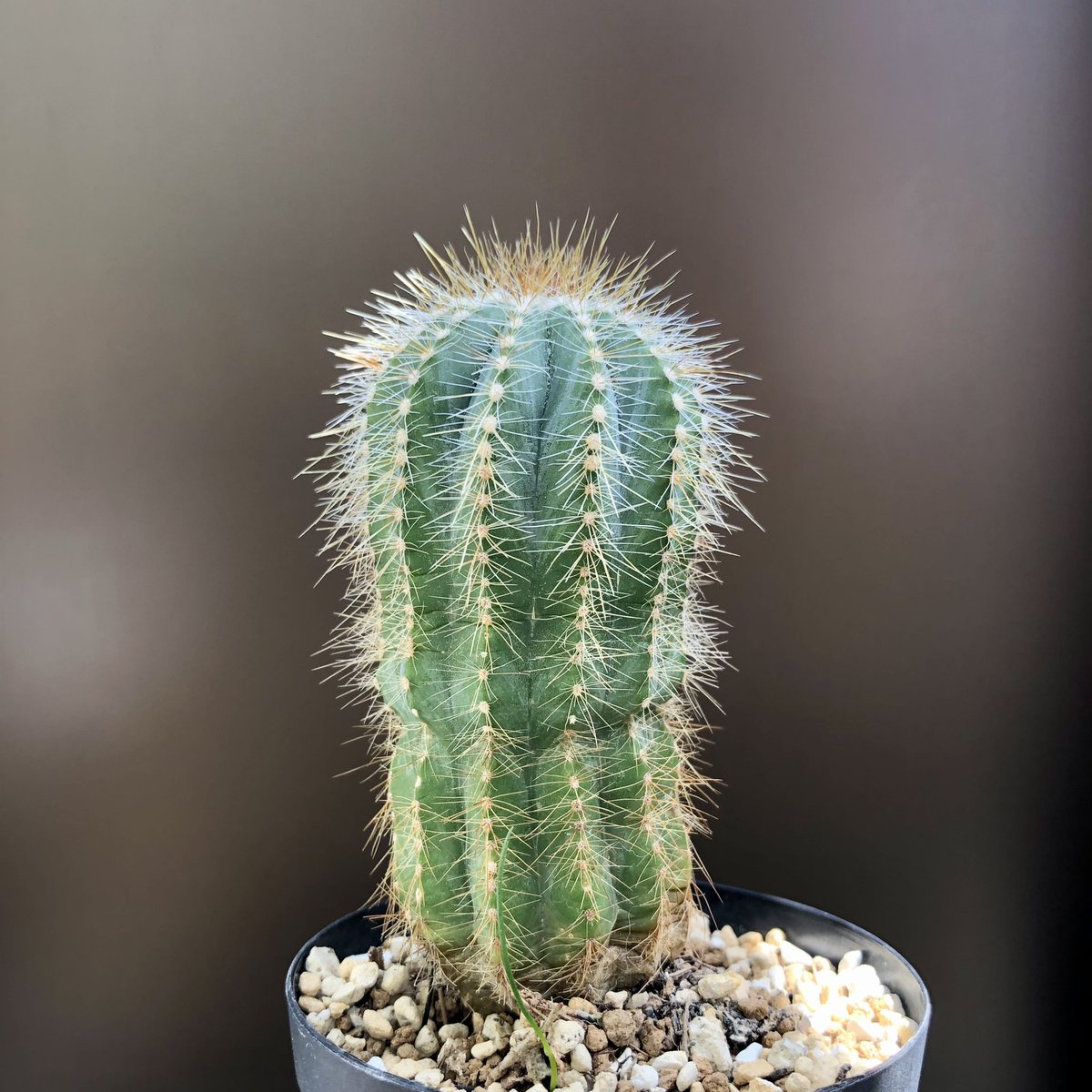 植物日誌 على تويتر マグニフィクス胴切りして1年4ヶ月後にやっと発根し 植え付けた1年10ヶ月後の今 こうなりました サボテンは強い