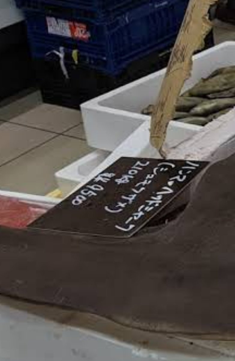 兵庫県三田市にあるスーパー トライアル でハンマーヘッドシャークを一匹丸々売っていて どうやって持って帰るんだ そもそも食えるのか と騒然となる Togetter 兵庫県三田市にあるスーパー トライアル でハンマーヘッドシャークを一匹丸々売っていて どうやって持って帰るんだ そもそも食えるのか と騒然となる Togetter
