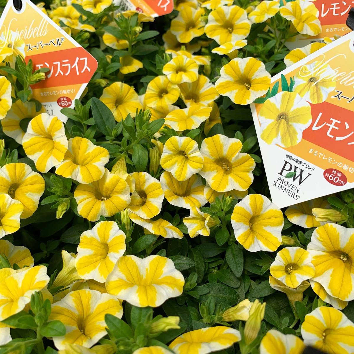 東京花壇 Pw さんの商品 スーパーベル レモンスライス ローレンティアフィズアンドポップ バニーピンク ゴンフレナ ラブラブラブ スーパーベナ アイストゥインクル どれも人気ですよ 東京花壇 園芸店 花屋 花 花苗 東京花壇 Pw さんの商品 スーパーベル レモンスライス ローレンティアフィズアンドポップ バニーピンク ゴンフレナ ラブラブラブ スーパーベナ アイストゥインクル どれも人気ですよ 東京花壇 園芸店 花屋 花 花苗
