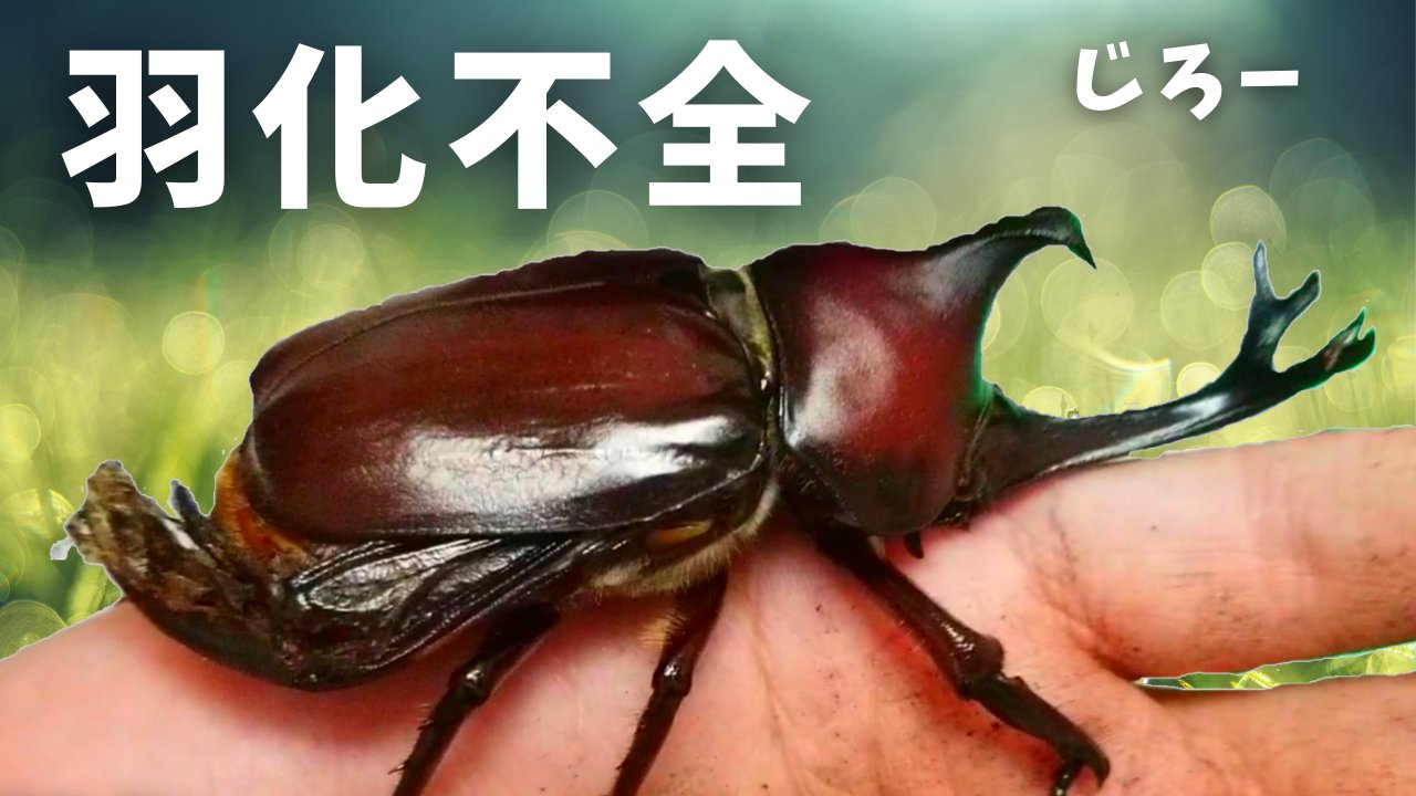 ぴろg カブトムシ飼育 羽化不全 土から出てきた成虫 じろー が羽パカだった T Co Dpdzhsnflg Youtubeより 羽化不全の子 を動画にしました カブトムシ 羽化不全 羽パカ T Co Jdjgg6wleg Twitter