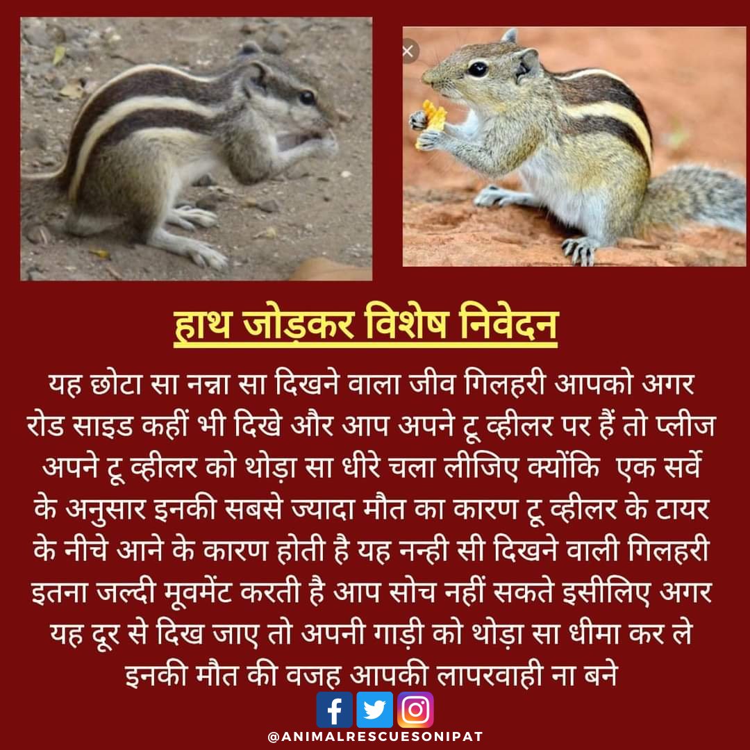 AnimalSonipat's tweet photo. please drive slowly they have family too 🙏
.
.
.
.
.
.
.
.
.
.
.
.
.
.
.
#pet #doglover #catlove #animalphotography #animalrights #animalrescue  #animallovers #rescue #animallover #dogsaversonipat  #dogloversonipat  #saveanimalsonipat  #animalrescuesonipat https://t.co/tZDwBI804J