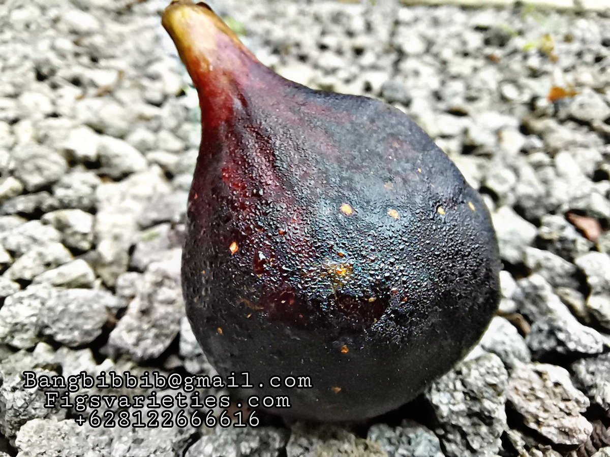 穂木 イチジク イチジク 穂木 LSU Red 穂木⑤ - メルカリ