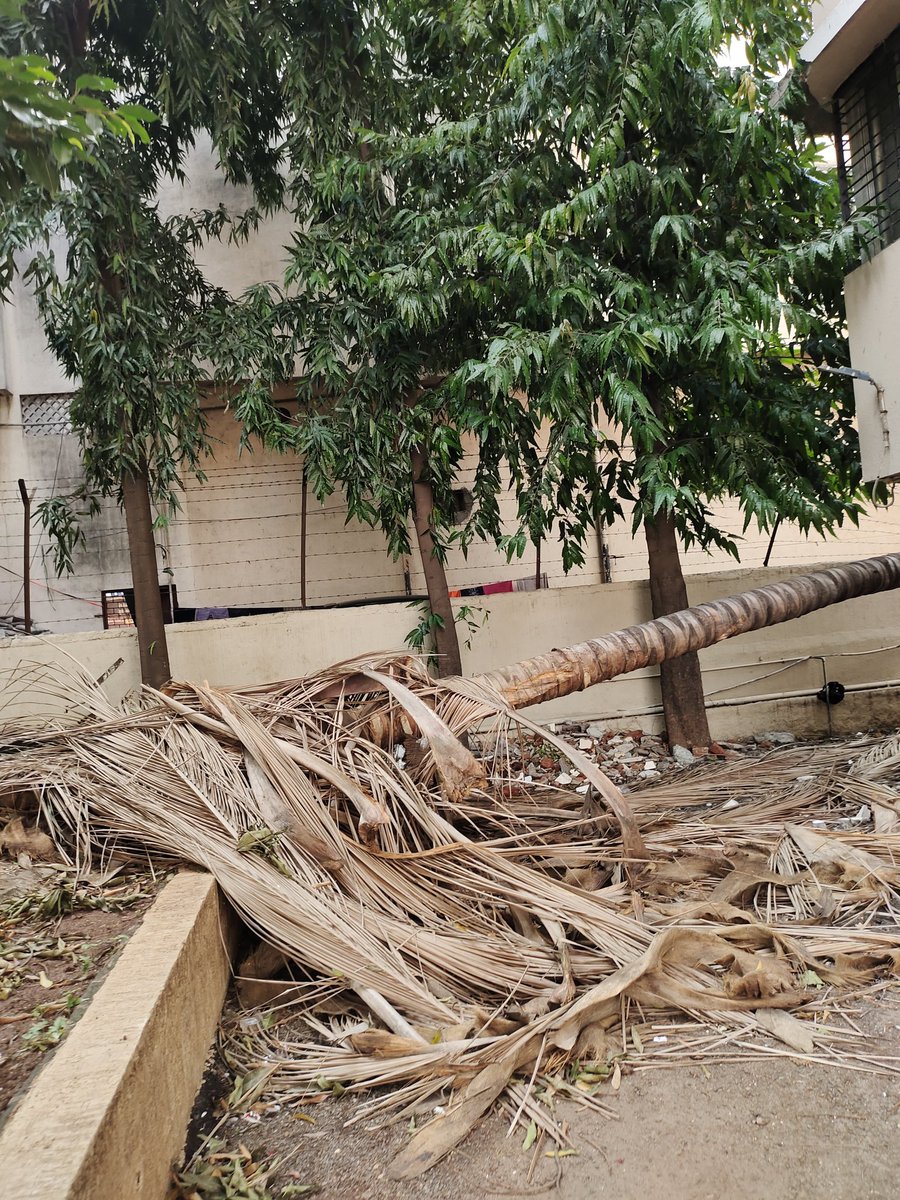 IMKshitijwadia's tweet photo. It's been a week,This coconut Tree has fallen in our society premises (Hadapsar) coz of heavy rain (5th June night) we even called @PMCPune, but no response/action taken till date. What should we do now ?.@PuneTimesOnline #Pune #punehelp #pmc #hadapsar #punerain @AjitPawarSpeaks https://t.co/KcB5ZBaLNu