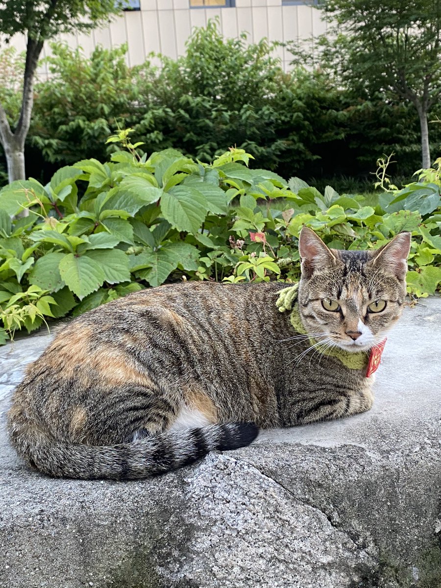 grnchrkvrt's tweet photo. 국립현대미술관 앞,, 길냥이?인가? 뭐 두르고 있길래 뭐지 싶어서 가봤는데 ㅜㅜ 넘 귀여워서 주먹 물었다 ㅜ https://t.co/ZKlUog15aY