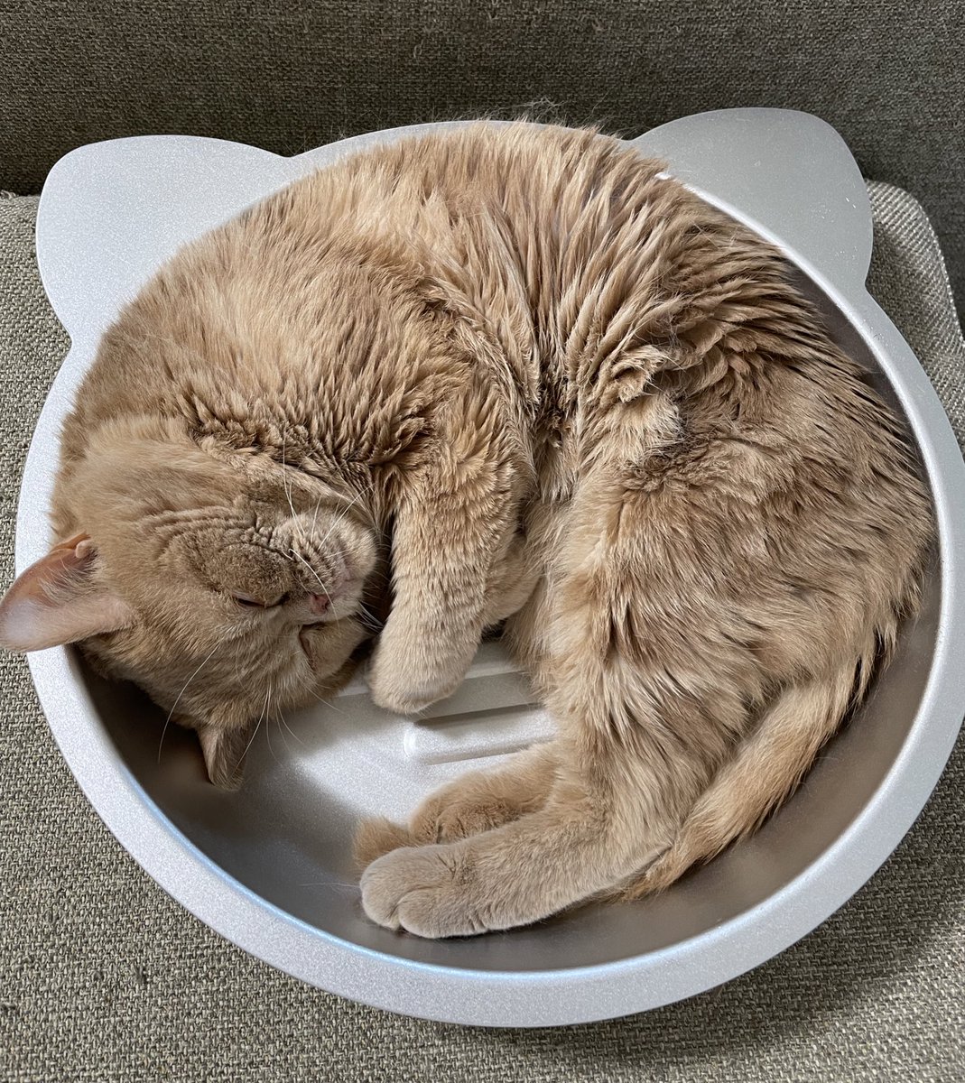 日本人が猫を食べるなんて聞いたこともない D トルコ 猫 Togetter 日本人が猫を食べるなんて聞いたこともない D トルコ 猫 Togetter