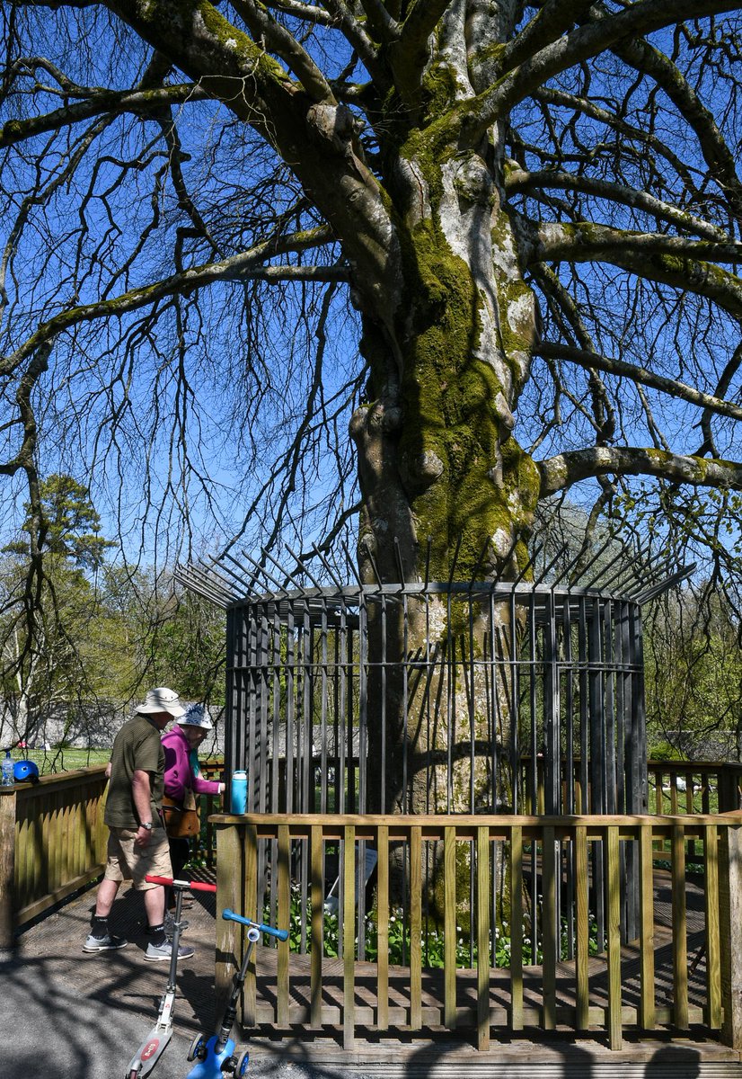 IRLeoconnell's tweet photo. Thinking of #CoolePark on this #YeatsDay. Home of Lady Gregory - driver of Irish literary revival.
#AutographTree @Coole_Garryland stands testimony to 🇮🇪’s literary greats, incl. W.B.Yeats
#WildSwansatCoole https://t.co/cXPU1SZK0N