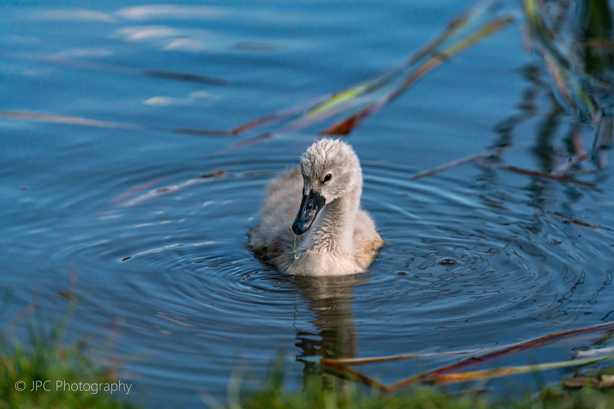 jpcphotouk's tweet photo. It’s amazing watching animals grow up throughout the year. I’m looking forward to watching the progress of this little cygnet and his family 😊 #growingup #Cambridge #wildlifephotography https://t.co/hi3C7vQyvp