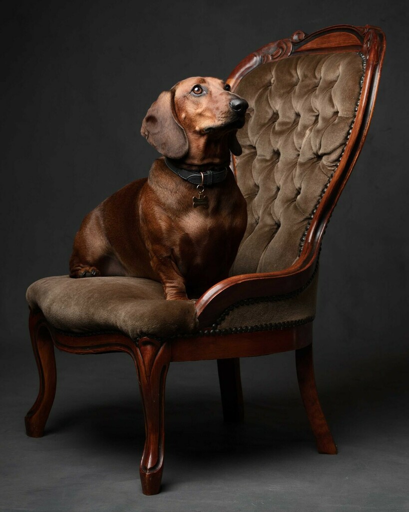 foyersphoto's tweet photo. Fantasict shoot with some Sausage Dogs in the studio 1 - 3 
#southwoldsausagewalk #dachshund #dachshundpuppy #dachshundsofinstagram #minidachshund #miniaturedachshund #doxie #minidoxie #puppyoftheday #ukhotdogs #thedoxieworld #dachshundsonly #dachshundof… https://t.co/Ho1IboKtxw https://t.co/wcVfSpdkLP