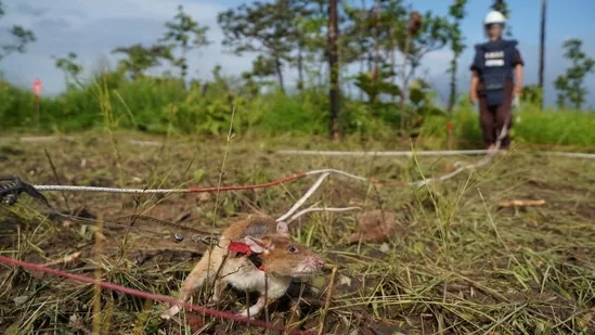 htTweets's tweet photo. Cambodia deploys new batch of rat recruits as mine-detecting rat Magawa retires

https://t.co/nmsQ30YkIe https://t.co/rgMJWKvixP
