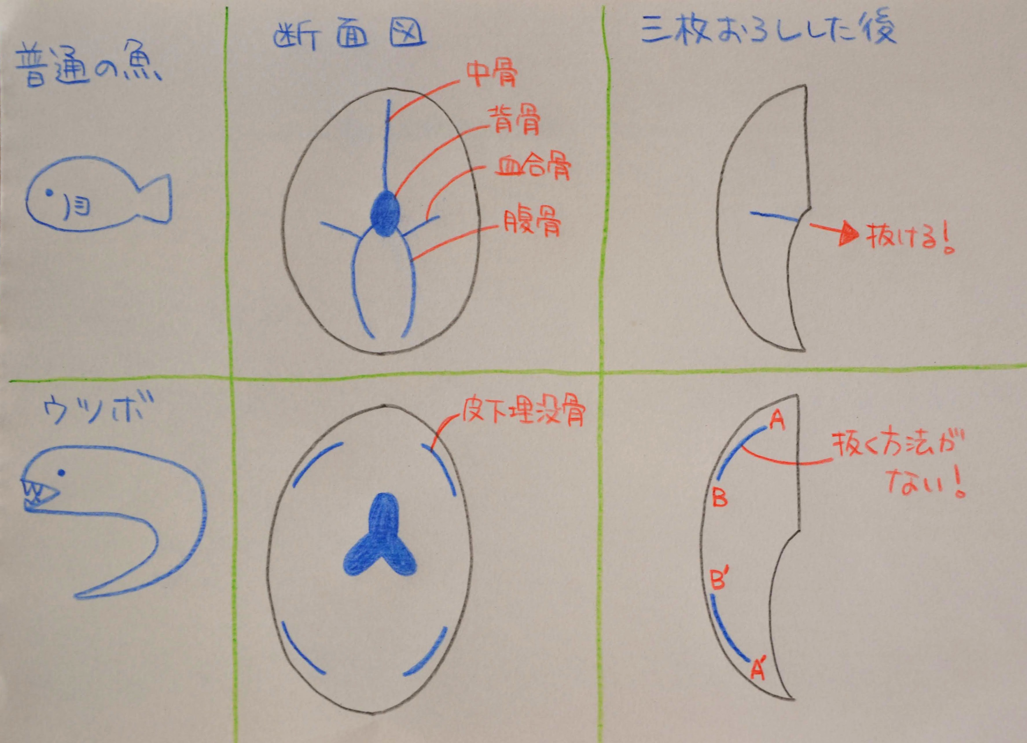 Kentaro Hara 普通の魚は3枚おろしにしたあと血合骨を引っ張って抜けばokなんですが ウツボの場合 皮下埋没骨が4箇所に入っていて 驚くことにこの骨は独立していて骨全体が連結してないんですね よってどこかから引っ張って抜くことは不可能です この