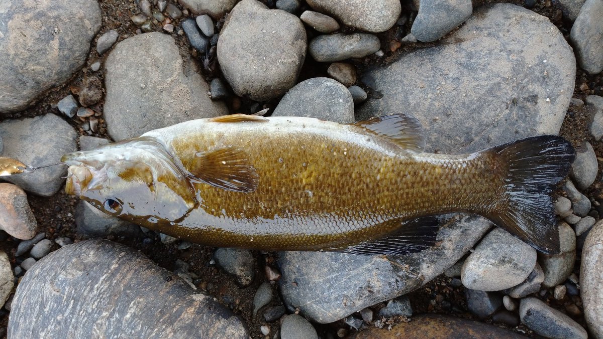 ハッシュタグ 外来魚