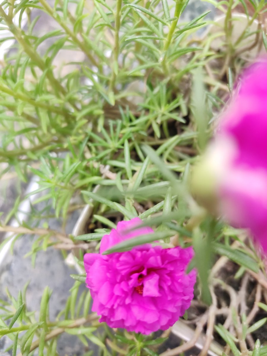 mostfarjana10's tweet photo. Make the earth liveable. Save nature 
#ClimateAction #gardening #Flowers https://t.co/On1iCJRBfU