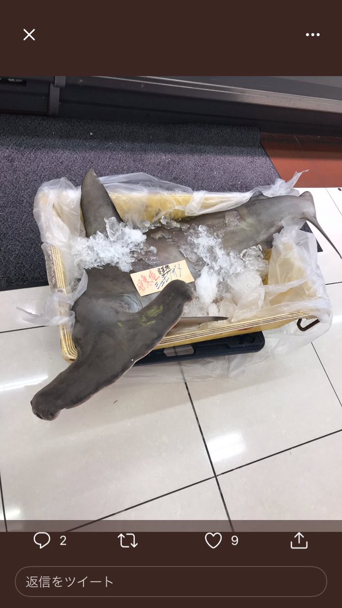 兵庫県三田市にあるスーパー トライアル でハンマーヘッドシャークを一匹丸々売っていて どうやって持って帰るんだ そもそも食えるのか と騒然となる Togetter 兵庫県三田市にあるスーパー トライアル でハンマーヘッドシャークを一匹丸々売っていて どうやって持って帰るんだ そもそも食えるのか と騒然となる Togetter