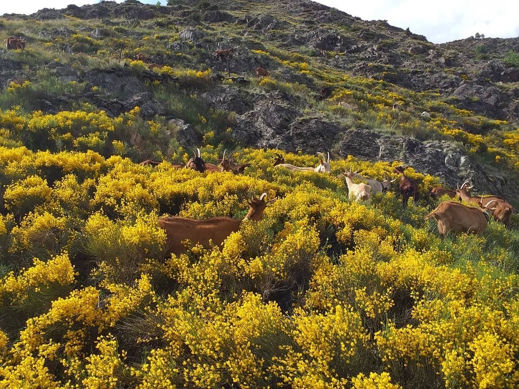 formatgedegavas's tweet image. Aquests dies les cabres se'ns perden entre l'escoba florida 😅 

#escoba #ginesta #groc #pastura #ramat #cabres instagr.am/p/CQDJ9wgNT3r/