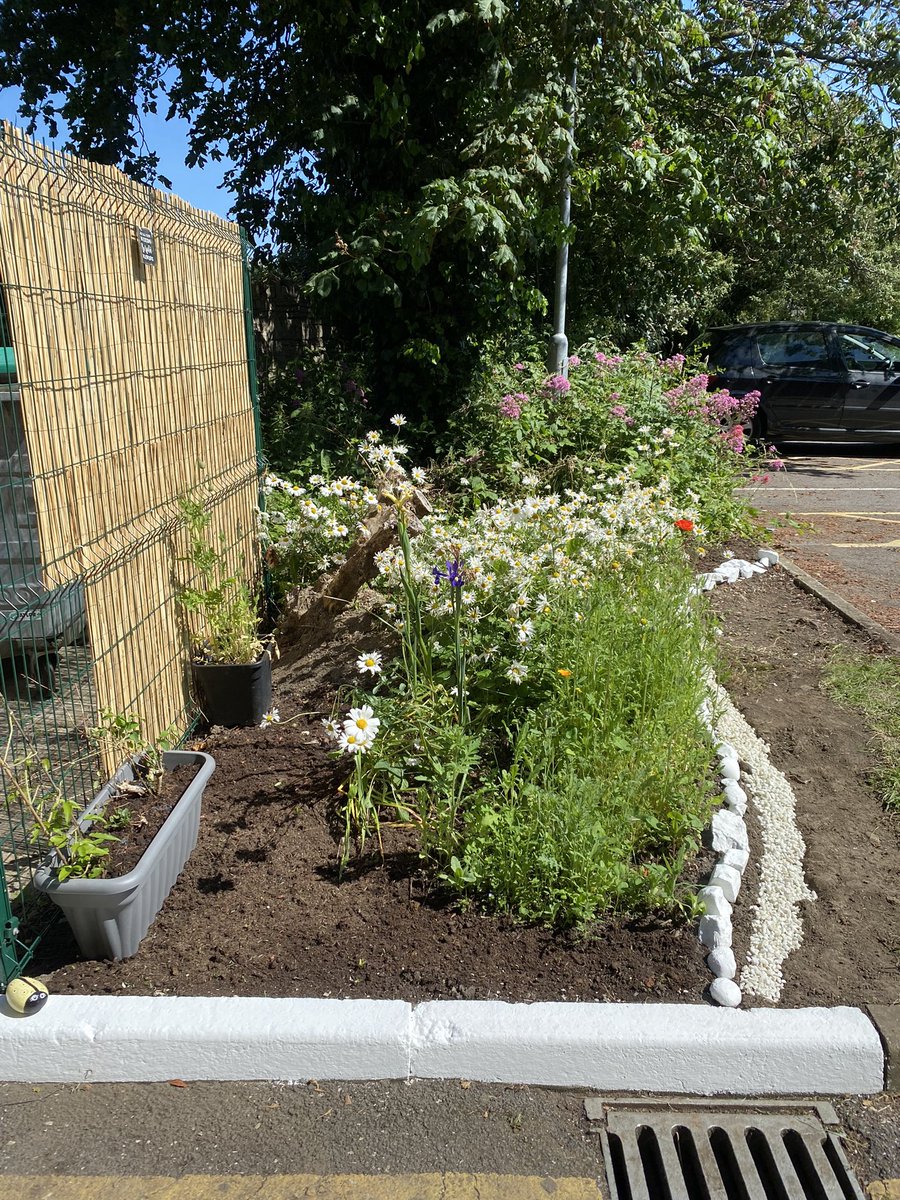 shewolfgirl70's tweet photo. Did a bit of weeding &amp; painting to spruce up the wildflower area yesterday #GardeningTwitter #workgarden #nature https://t.co/0SzdgxaMCO