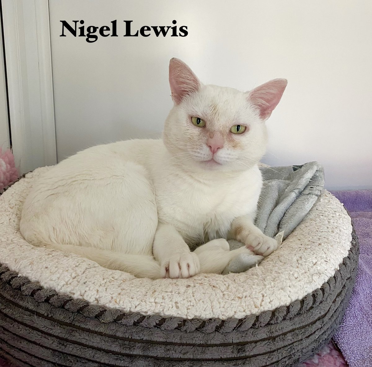 Happy news to start the day - Bubbles and Nigel Lewis have both found their new homes.
Best wishes to them and their new families 😸
#hurrayforhomings 
#acatmakesahouseahome