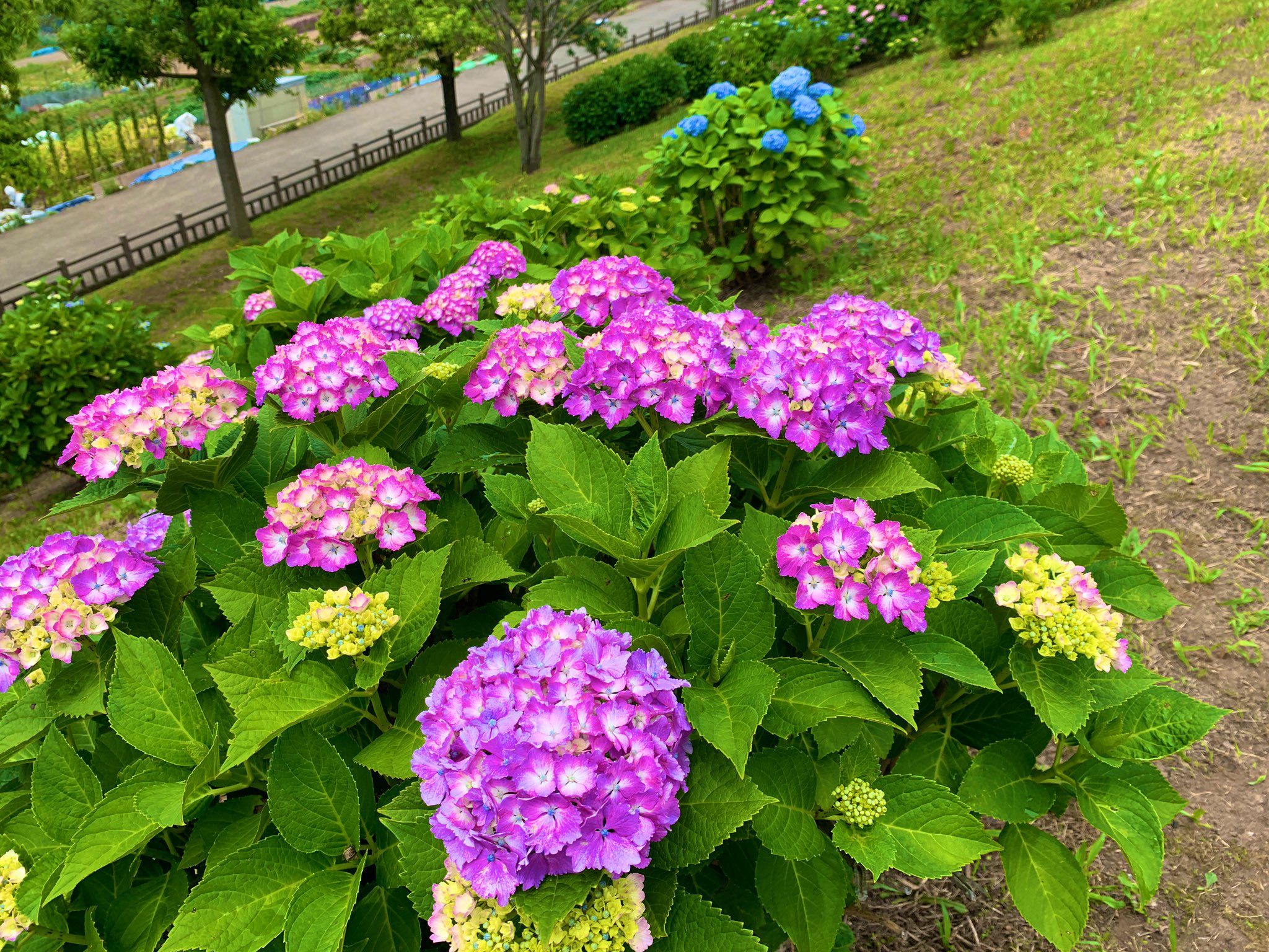吹雪マリ The Flower Language For Each Color Of Hydrangea Is Blue Patient Affection Pink Energetic Woman And White Forgiveness Hydrangea アジサイ 紫陽花 T Co X6h9d7oj4l Twitter