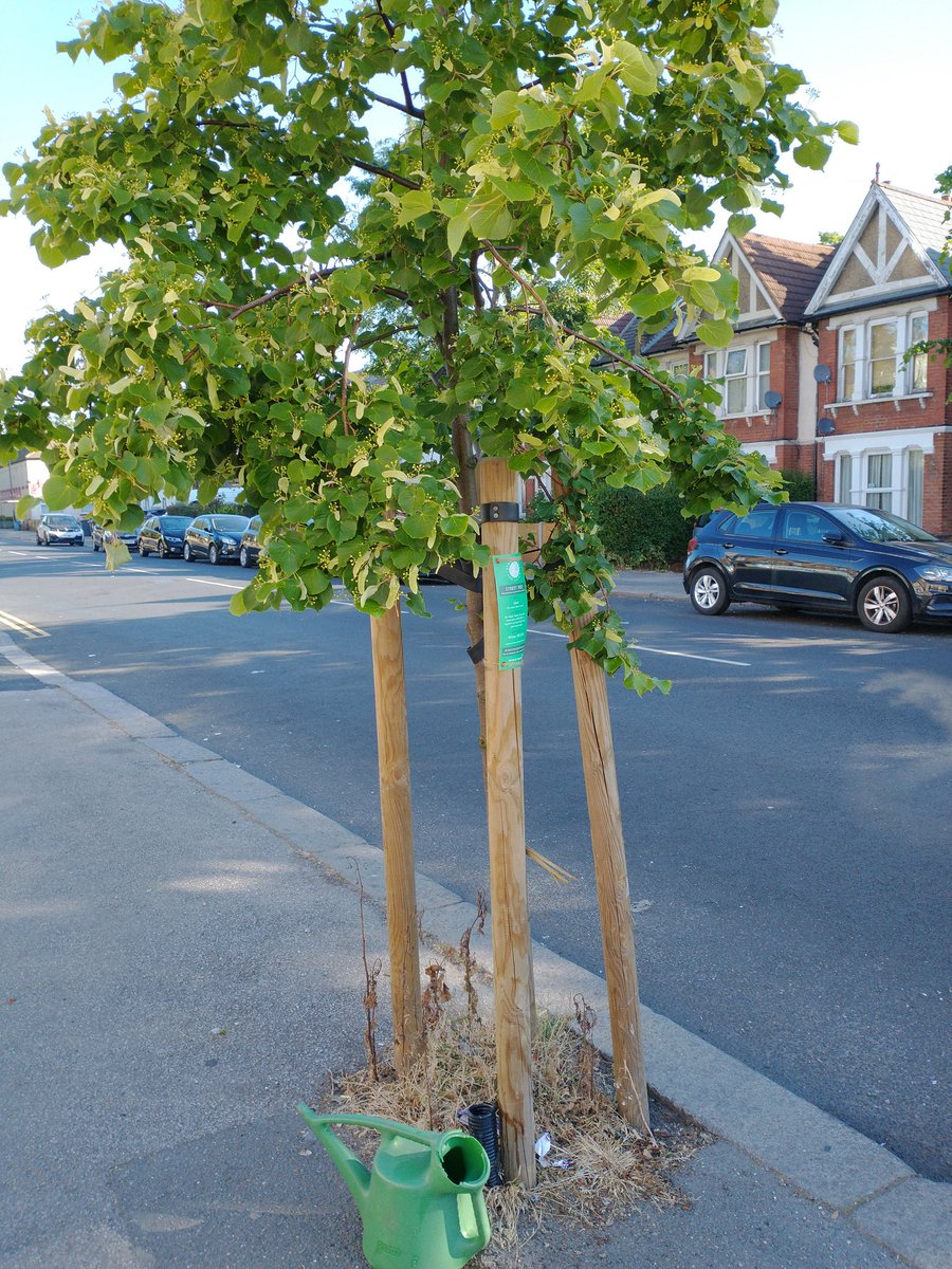 LewishamGardens's tweet photo. 🚨ALERT: Please water new street trees!
It's HOT and Lewisham's street tree charity @STfLLondon has issued a borough-wide alert for the community to water their nearest new trees. Each new tree needs 20-30L of water every week. It's Sunday morning, go out and get watering! https://t.co/76urR8QwrD